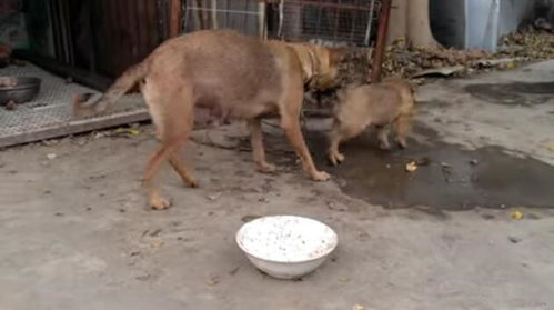 主人杀年猪，狗狗偷吃猪肉竟遭不幸