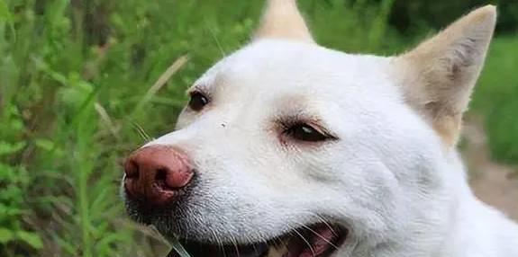 中国下司犬外网爆火，荣登中国狗王宝座